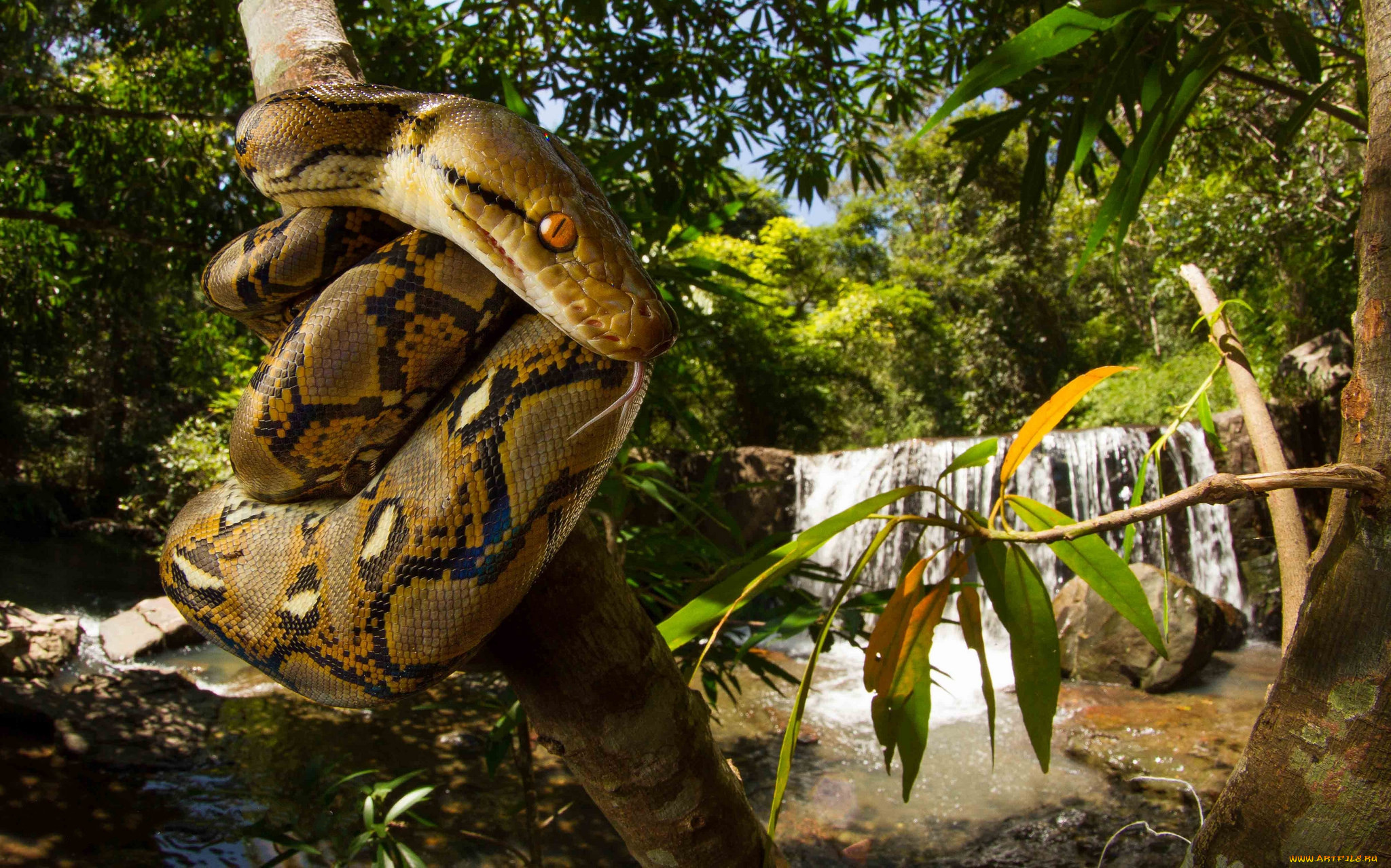 Змеи живут в тропическом лесу. Анаконда тропического леса. Сельва питон. Амазонский питон. Животные тропических лесов питон.